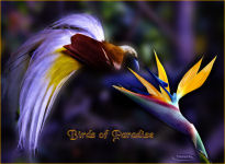 Birds of Paradise