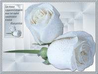 Witte Rozen
