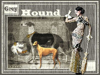 Grey Hound