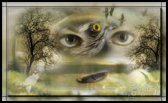 Through the eye of a bird