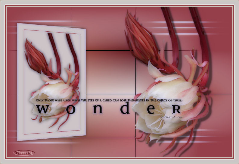 Wonder