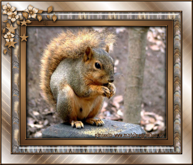 Squirrel Frame