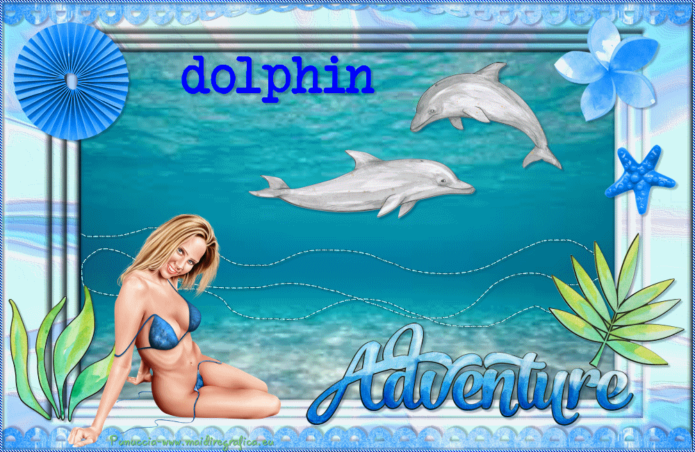 Dolphin Adventure